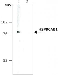 Monoclonal Anti-Heat Shock Protein 90 antibody produced in mouse 