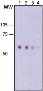 Monoclonal Anti-hKid antibody produced in mouse 