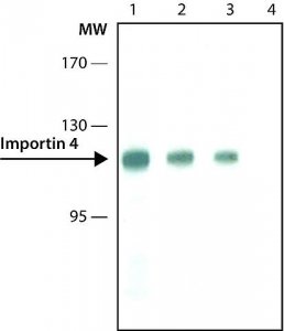 Monoclonal Anti-Importin 4 antibody produced in rat 