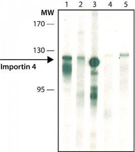 Monoclonal Anti-Importin 4 antibody produced in rat 
