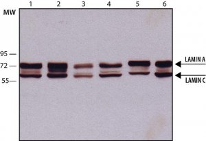 Monoclonal Anti-Lamin A/C antibody produced in mouse 