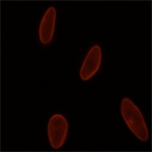 Monoclonal Anti-Lamin A/C antibody produced in mouse 