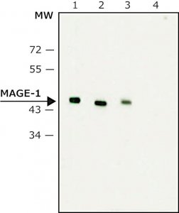 Monoclonal Anti-MAGE-1 antibody produced in mouse 