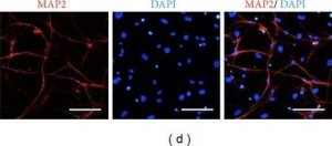 Monoclonal Anti-MAP2 (2a+2b) antibody produced in mouse 