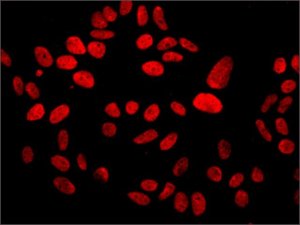 Monoclonal Anti-MDC1 antibody produced in mouse 
