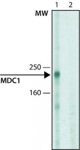 Monoclonal Anti-MDC1 antibody produced in mouse 