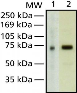 Monoclonal Anti-MeCP2 antibody produced in mouse 