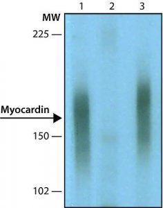 Monoclonal Anti-Myocardin antibody produced in mouse 