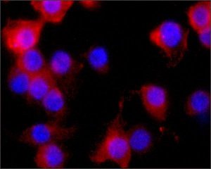 Monoclonal Anti-Nitric Oxide Synthase, Inducible antibody produced in mouse 