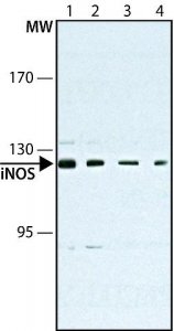 Monoclonal Anti-Nitric Oxide Synthase, Inducible antibody produced in mouse 