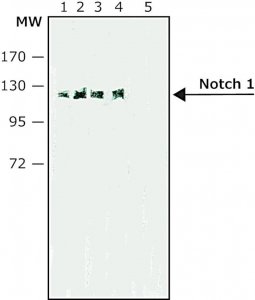 Monoclonal Anti-Notch 1 antibody produced in rat 