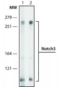 Monoclonal Anti-Notch3 antibody produced in rat 