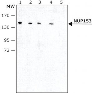 Monoclonal Anti-NUP153 antibody produced in rat 