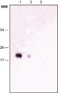 Monoclonal Anti-NY-ESO-1 antibody produced in mouse 