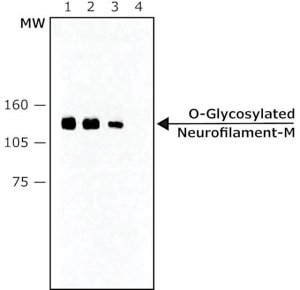 Monoclonal Anti-O-Glycosylated Neurofilament-M antibody produced in mouse 