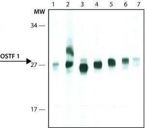 Monoclonal Anti-OSTF1 antibody produced in mouse 