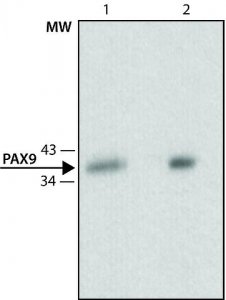 Monoclonal Anti-PAX9 antibody produced in rat 