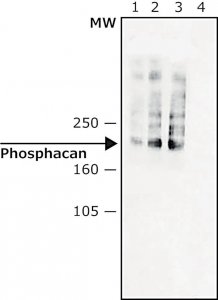 Monoclonal Anti-Phosphacan antibody produced in mouse 