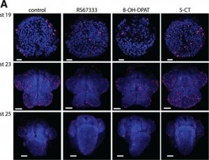 Monoclonal Anti-phospho-Histone H3 (pSer28) antibody produced in rat 