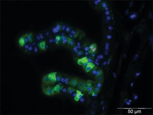 Monoclonal Anti-phospho-Histone H3 (pSer28) antibody produced in rat 