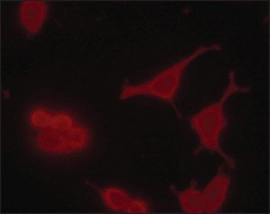 Monoclonal Anti-phospho-MDMX (pTyr55) antibody produced in mouse 