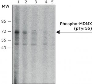 Monoclonal Anti-phospho-MDMX (pTyr55) antibody produced in mouse 