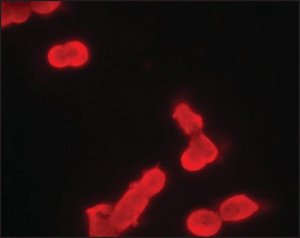Monoclonal Anti-phospho-MDMX (pTyr99) antibody produced in mouse 