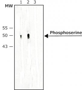 Monoclonal Anti-Phosphoserine antibody produced in mouse 