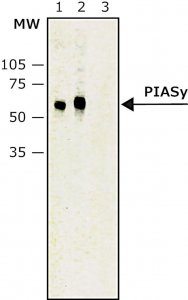 Monoclonal Anti-PIASy antibody produced in mouse 