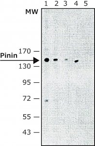 Monoclonal Anti-Pinin antibody produced in mouse 