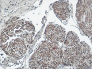 Monoclonal Anti-PMP22 antibody produced in mouse 