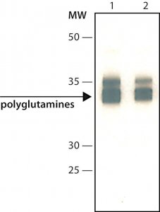Monoclonal Anti-Polyglutamines antibody produced in mouse 