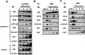 Monoclonal Anti-PSF antibody produced in mouse 