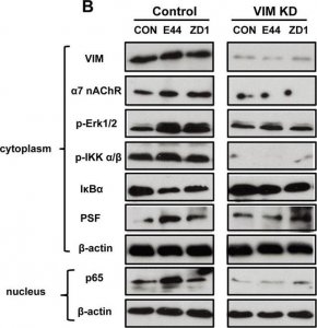 Monoclonal Anti-PSF antibody produced in mouse 