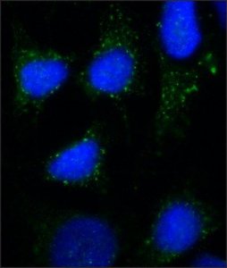 Monoclonal Anti-Rab7 antibody produced in mouse 