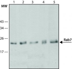 Monoclonal Anti-Rab7 antibody produced in mouse 
