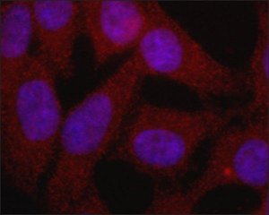 Monoclonal Anti-RNF4 antibody produced in mouse 