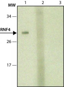 Monoclonal Anti-RNF4 antibody produced in mouse 