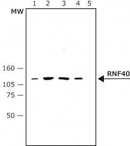 Monoclonal Anti-RNF40 antibody produced in mouse 