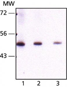 Monoclonal Anti-Seladin-1 antibody produced in mouse 