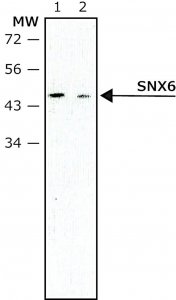 Monoclonal Anti-SNX6 antibody produced in mouse 