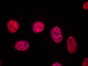 Monoclonal Anti-TRF1 antibody produced in mouse 