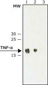 Monoclonal Anti-Tumor Necrosis Factor- antibody produced in hamster 