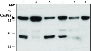 Monoclonal Anti-U2AF65 antibody produced in mouse 