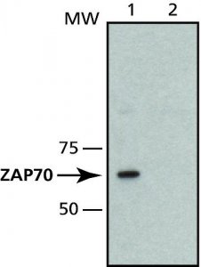 Monoclonal Anti-ZAP-70 antibody produced in mouse 