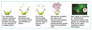 Duolink In Situ Detection Reagents Brightfield 