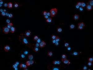 Duolink In Situ Detection Reagents FarRed 