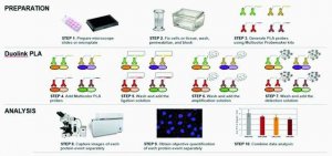 Duolink PLA Multicolor Reagent Pack 
