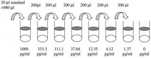 Human BLC / BCA-1 / CXCL13 ELISA Kit RAB0126-1KT