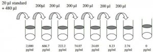 Human CXCL16 ELISA Kit RAB0109-1KT